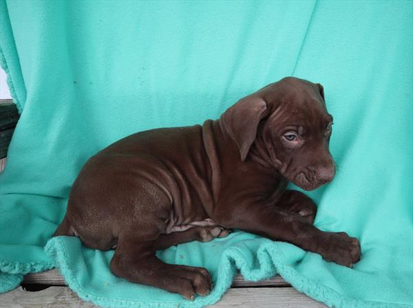 Great Dane-DOG-Male-Chocolate-6859-Petland Monroeville, PA