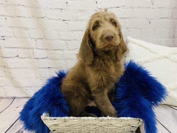 Labradoodle-DOG-Male-Chocolate-6860-Petland Monroeville, PA