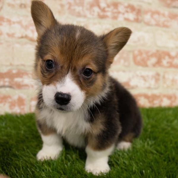Pembroke Welsh Corgi-DOG-Male-Black White / Tan-6866-Petland Monroeville, PA