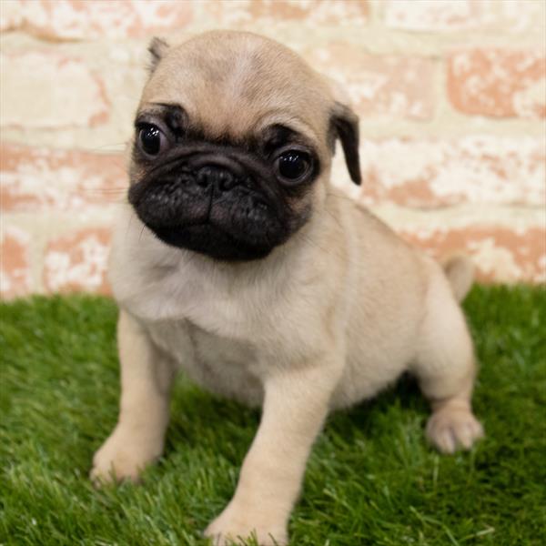 Pug-DOG-Male-Fawn-6867-Petland Monroeville, PA