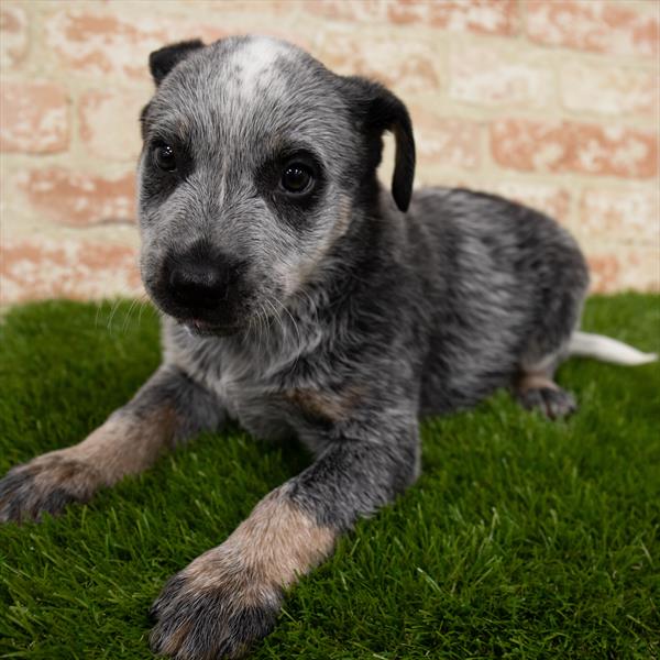 Heeler-DOG-Male-Black / Tan-6868-Petland Monroeville, PA