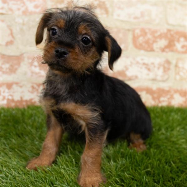 Chorkie-DOG-Male-Black / Tan-6869-Petland Monroeville, PA