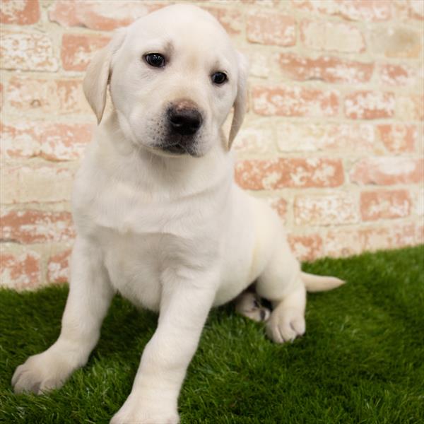 Labrador Retriever-DOG-Male-Yellow-6870-Petland Monroeville, PA