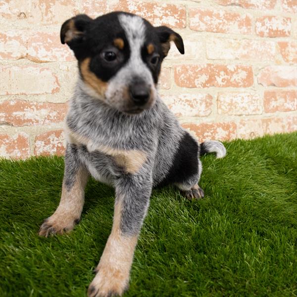 Hybrid-DOG-Female-Black / Tan-6871-Petland Monroeville, PA