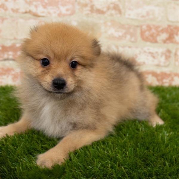 Pomeranian-DOG-Male-Red Sable-6872-Petland Monroeville, PA