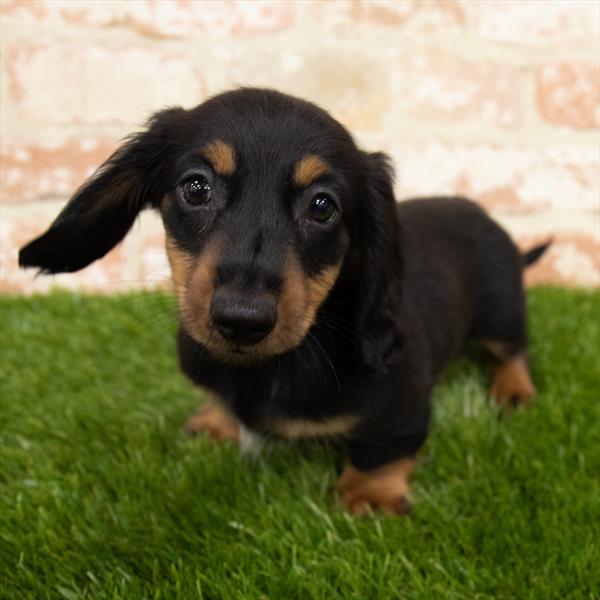 Dachshund-DOG-Male-Black / Tan-6873-Petland Monroeville, PA
