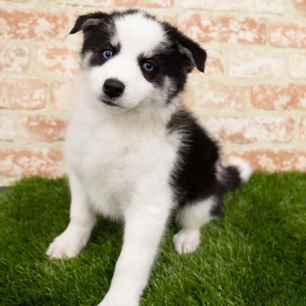 Pomsky-DOG-Female-Black-6874-Petland Monroeville, PA