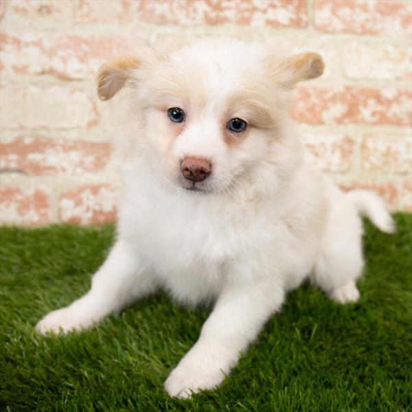 Pom-A-Poo-DOG-Female-Apricot-6875-Petland Monroeville, PA