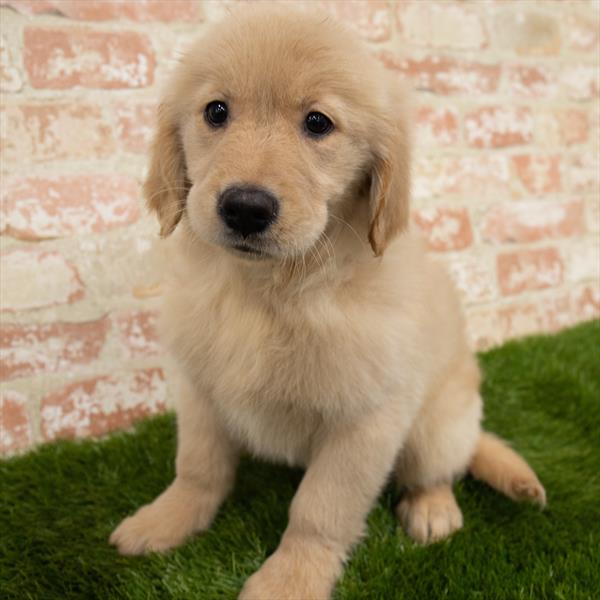 Golden Retriever-DOG-Female-Golden-6876-Petland Monroeville, PA