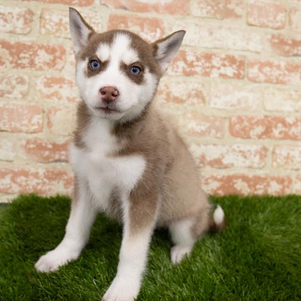 Siberian Husky-DOG-Female-Red / White-6877-Petland Monroeville, PA