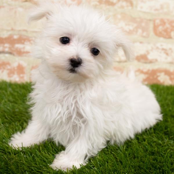 Maltese-DOG-Female-White-6878-Petland Monroeville, PA