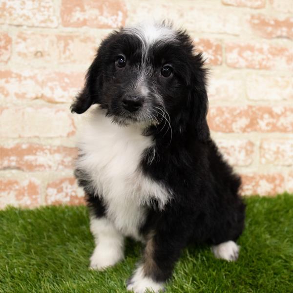 Aussiedoodle-DOG-Female-Black-6879-Petland Monroeville, PA
