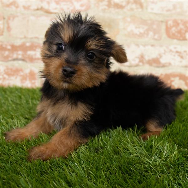 Silky Terrier-DOG-Male-Black / Tan-6880-Petland Monroeville, PA