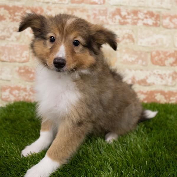 Sheltie-DOG-Male-Sable / White-6881-Petland Monroeville, PA