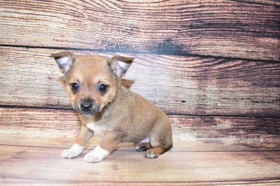 PomChi-DOG-Male-Red Sable-6908-Petland Monroeville, PA