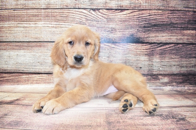Golden Retriever-DOG-Female-Golden-6911-Petland Monroeville, PA