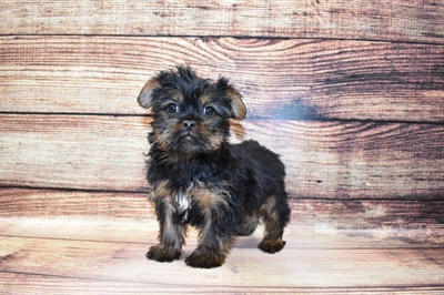 GriffonShire-DOG-Female-Black and Rust-6912-Petland Monroeville, PA