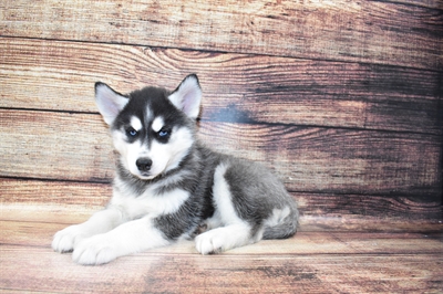 Siberian Husky-DOG-Female-Black and White-6913-Petland Monroeville, PA