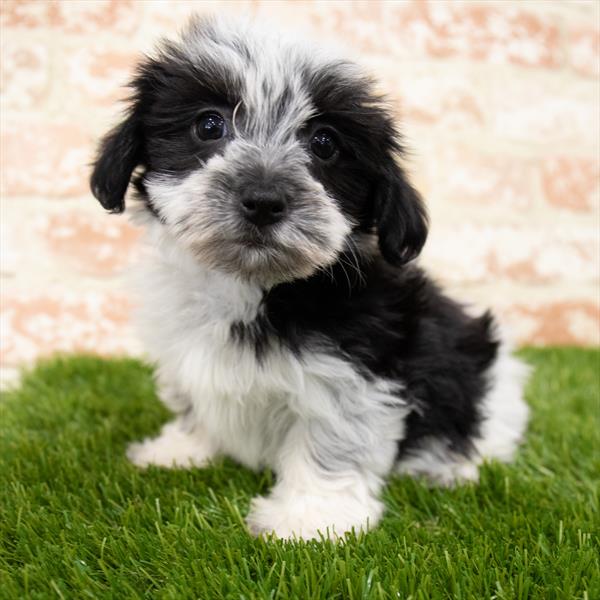 Havanese-DOG-Female-Black-6919-Petland Monroeville, PA
