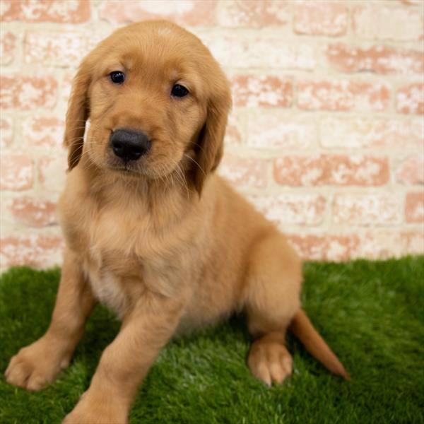 Golden Retriever-DOG-Male-Golden-6920-Petland Monroeville, PA