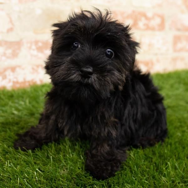 Morkie-DOG-Female-Black-6921-Petland Monroeville, PA