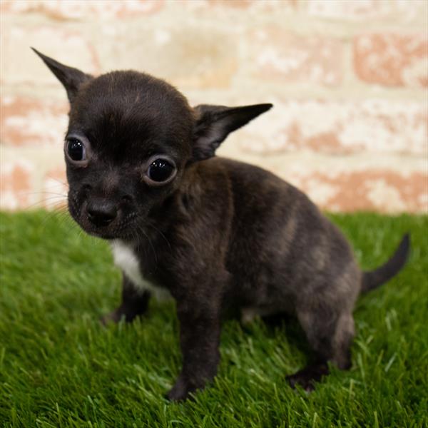 Chihuahua-DOG-Male-Brindle-6922-Petland Monroeville, PA