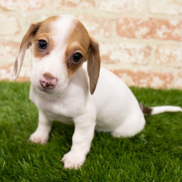 Dachshund-DOG-Female-Red-6923-Petland Monroeville, PA