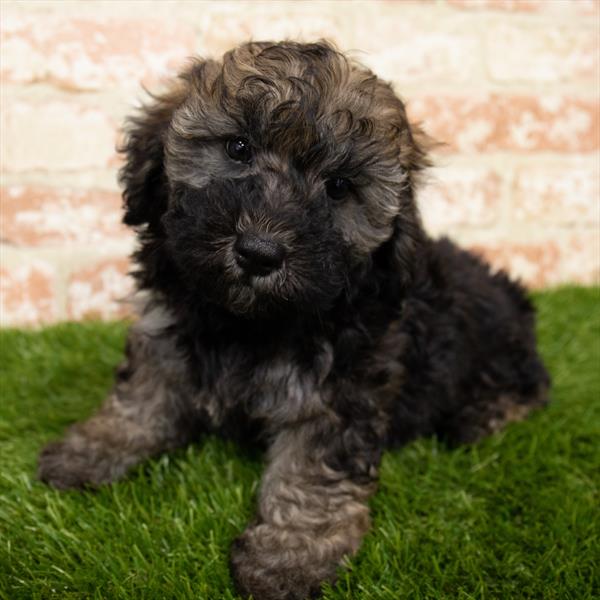 Maltipoo-DOG-Male-Brindle-6924-Petland Monroeville, PA
