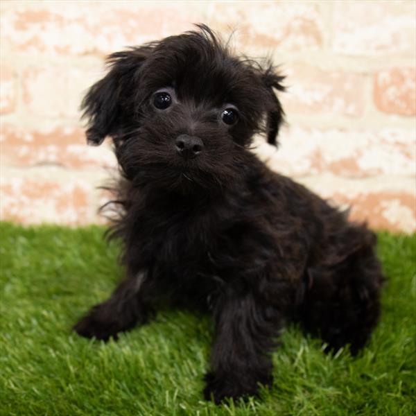 Yorkie-Poo-DOG-Female-Black-6925-Petland Monroeville, PA