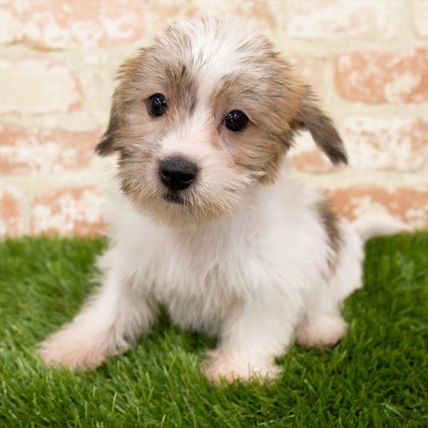 Doxipoo-DOG-Male-Gold / White-6926-Petland Monroeville, PA