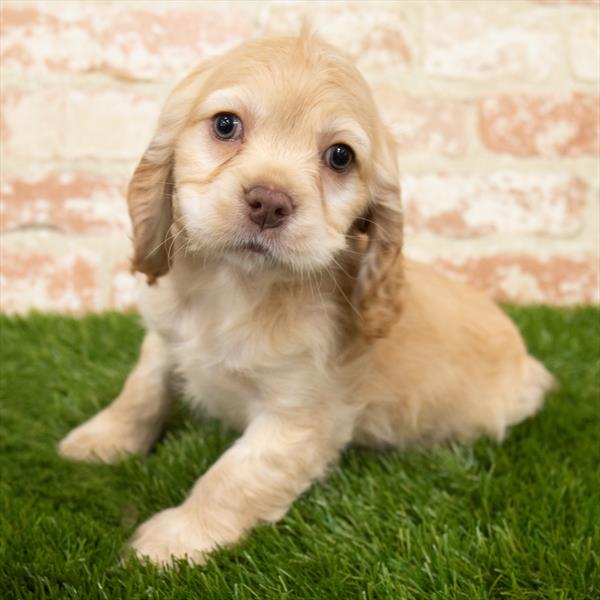 Cocker Spaniel-DOG-Male-Buff-6927-Petland Monroeville, PA