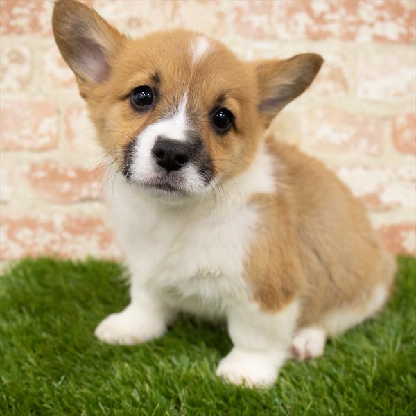 Pembroke Welsh Corgi-DOG-Female-Red-6928-Petland Monroeville, PA