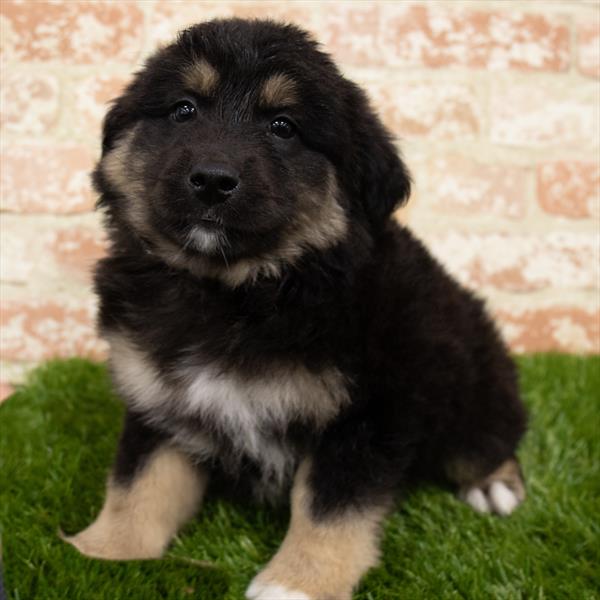 Miniature Australian Shepherd-DOG-Male-Black-6929-Petland Monroeville, PA