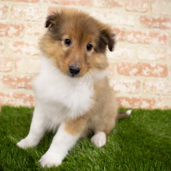 Sheltie-DOG-Male-Sable Merle-6930-Petland Monroeville, PA