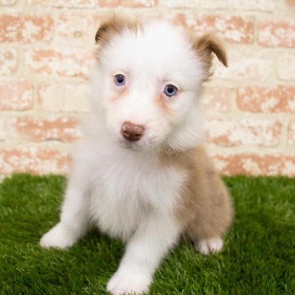 Australian Shepherd-DOG-Female-Red Merle-6931-Petland Monroeville, PA