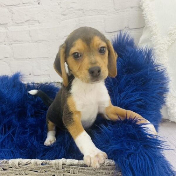 Beagle-DOG-Male-Black Tan and White-6937-Petland Monroeville, PA