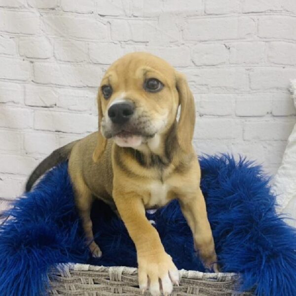 Old English Bulldog-DOG-Male-Red-6938-Petland Monroeville, PA