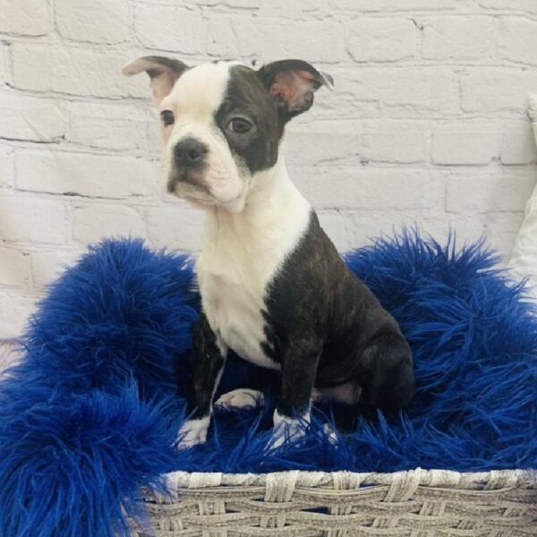 Boston Terrier-DOG-Male-Black Brindle and White-6940-Petland Monroeville, PA
