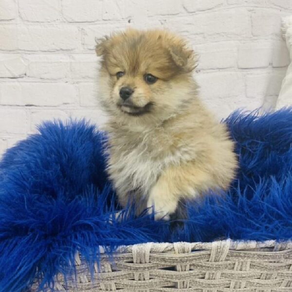 Pomeranian-DOG-Female-Orange Sable-6942-Petland Monroeville, PA