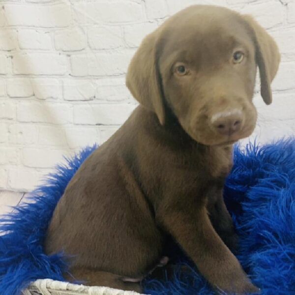 Labrador Retriever-DOG-Male-Chocolate-6943-Petland Monroeville, PA