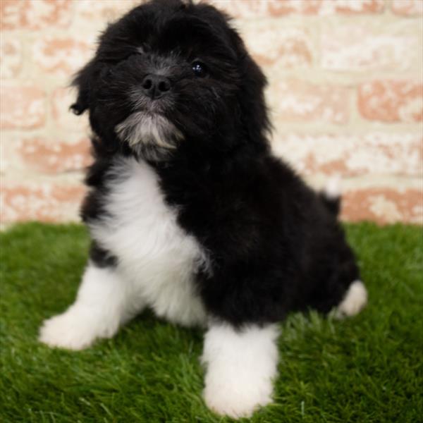 Bichon- Poo-DOG-Female-Black / White-6951-Petland Monroeville, PA
