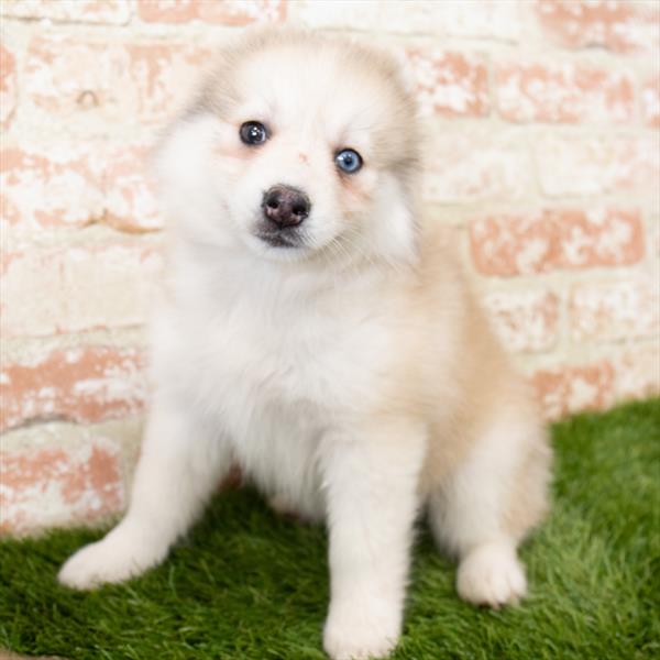 Pomsky-DOG-Female-Sable-6952-Petland Monroeville, PA