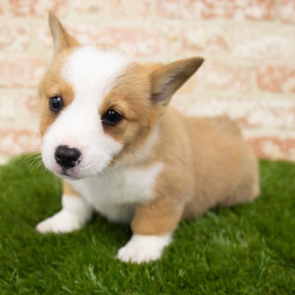 Pembroke Welsh Corgi-DOG-Female-Red-6953-Petland Monroeville, PA