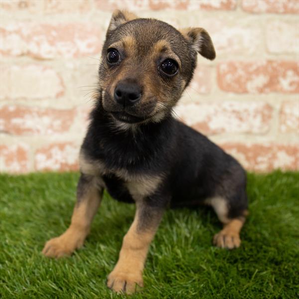 Chiweenie-DOG-Male-Sable-6954-Petland Monroeville, PA