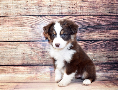 Australian Shepherd-DOG-Female-Red-6964-Petland Monroeville, PA