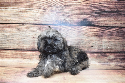Havanese-DOG-Male-Black Brindle-6965-Petland Monroeville, PA