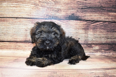Miniature Schnoxie-DOG-Male-Black and Brown-6966-Petland Monroeville, PA