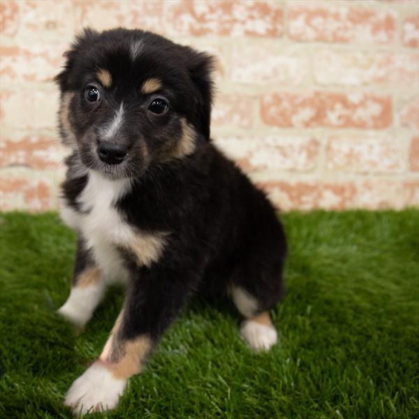 Miniature Australian Shepherd-DOG-Male-Black-6973-Petland Monroeville, PA