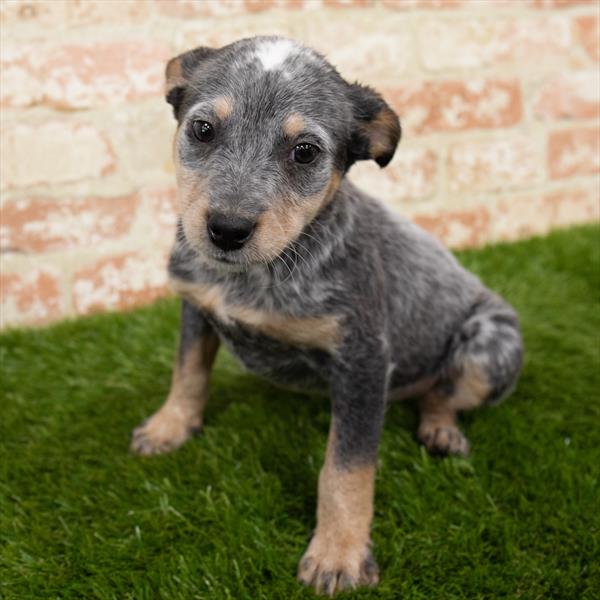 Heeler-DOG-Female-Black / Tan-6974-Petland Monroeville, PA