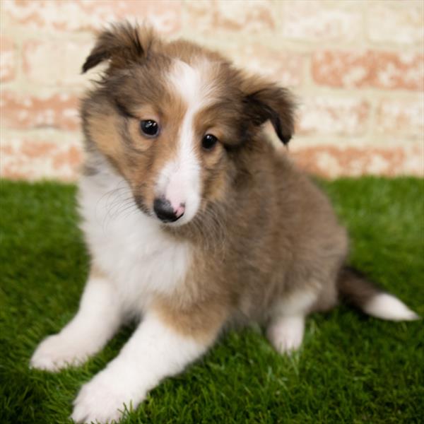 Sheltie-DOG-Female-Sable / White-6975-Petland Monroeville, PA